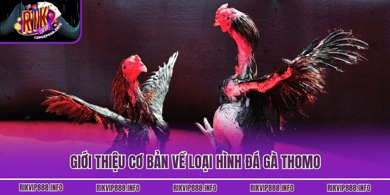 Giới thiệu cơ bản về loại hình đá gà Thomo